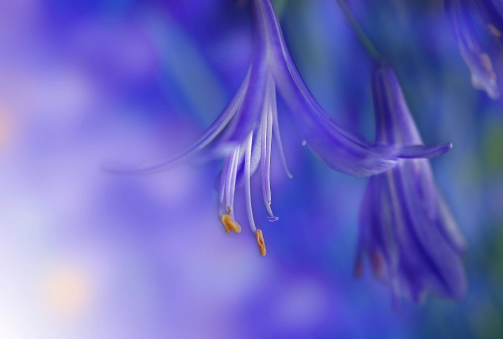 Free purple flower background image, public domain spring CC0 photo.