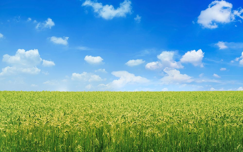 Green field background, blue cloudy sky