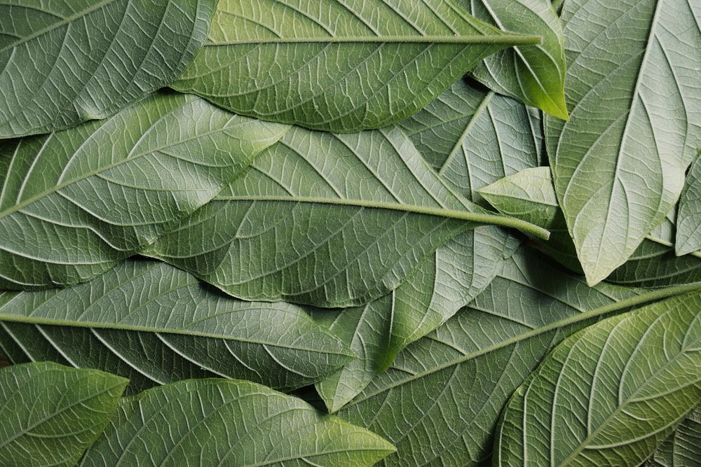 Leaves background, green botanical design