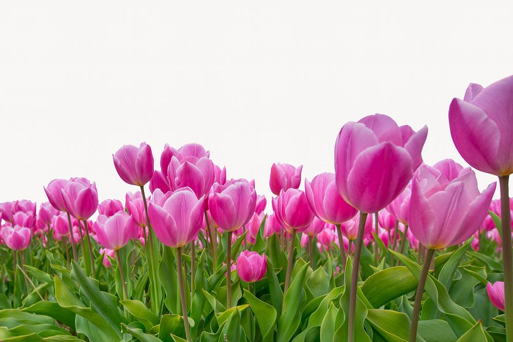 Pink tulip border background, spring nature