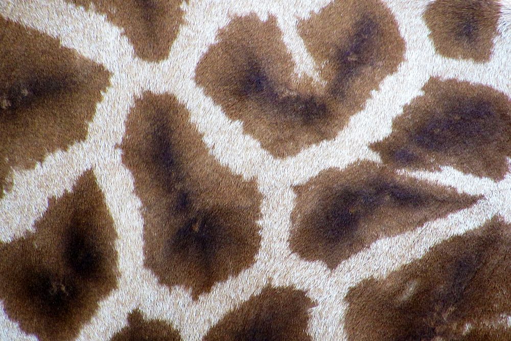 Giraffe pattern texture, animal close up background