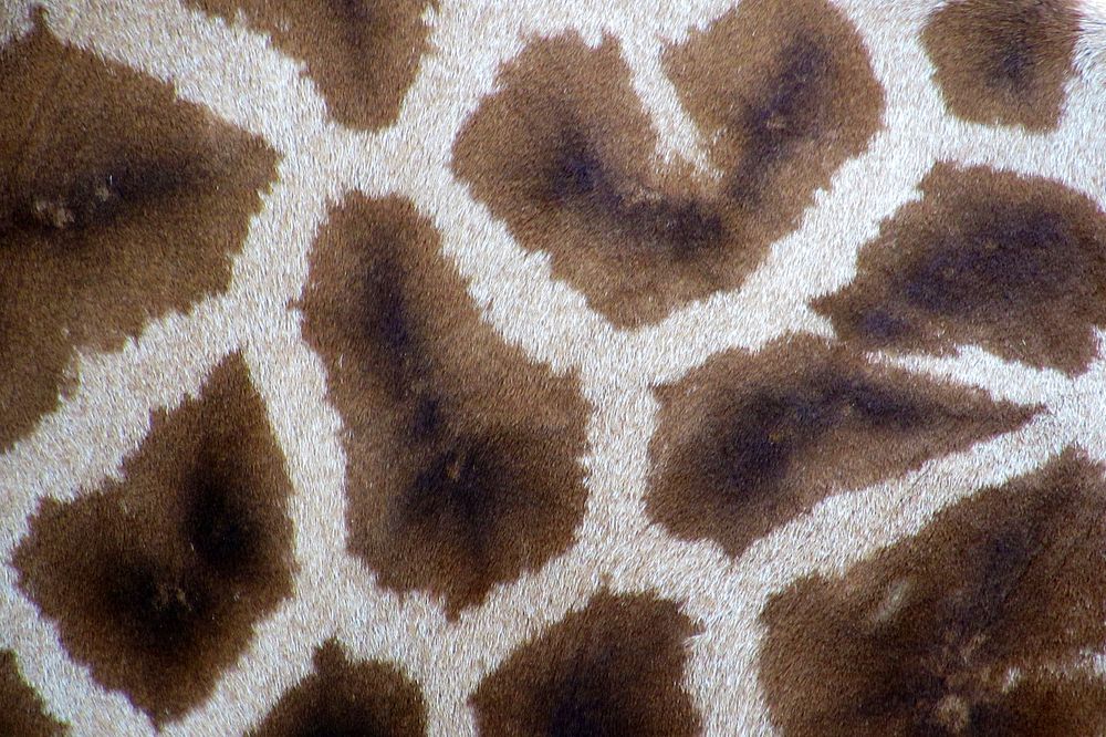 Free closeup on giraffe fur photo, public domain animal CC0 image.