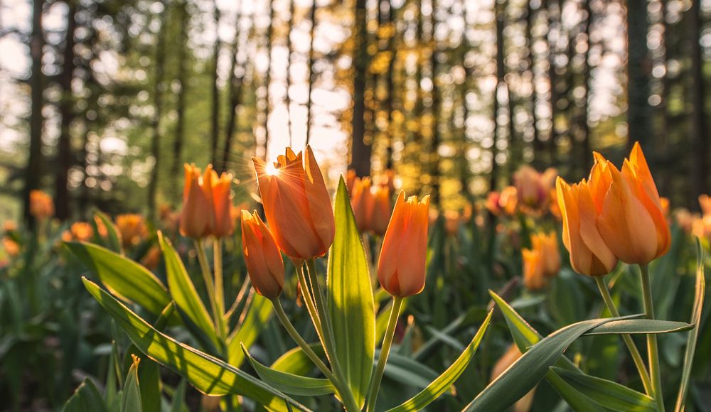 Blooming orange tulips. Original public domain image from Wikimedia Commons