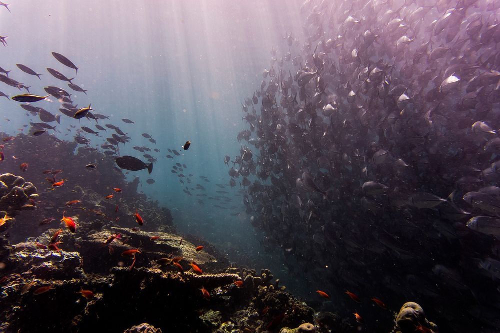 https://www.rawpixel.com/image/3343096/free-photo-image-underwater-marine-life-sea