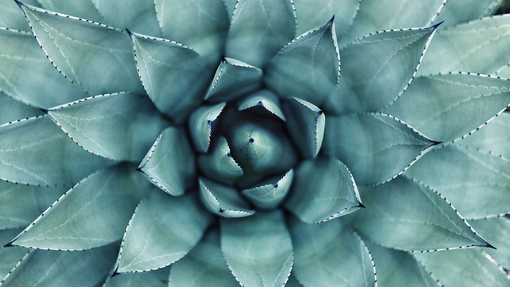 Desktop wallpaper succulent, aesthetic HD nature image background. Original public domain image from Wikimedia Commons