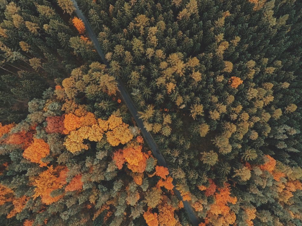 Autumnal woods drone view. Original public domain image from Wikimedia Commons