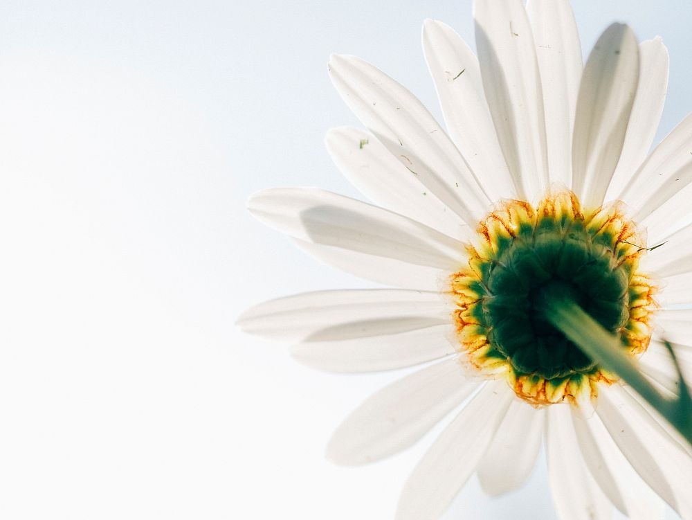 A low-angle shot of a flower with long white petals. Original public domain image from Wikimedia Commons