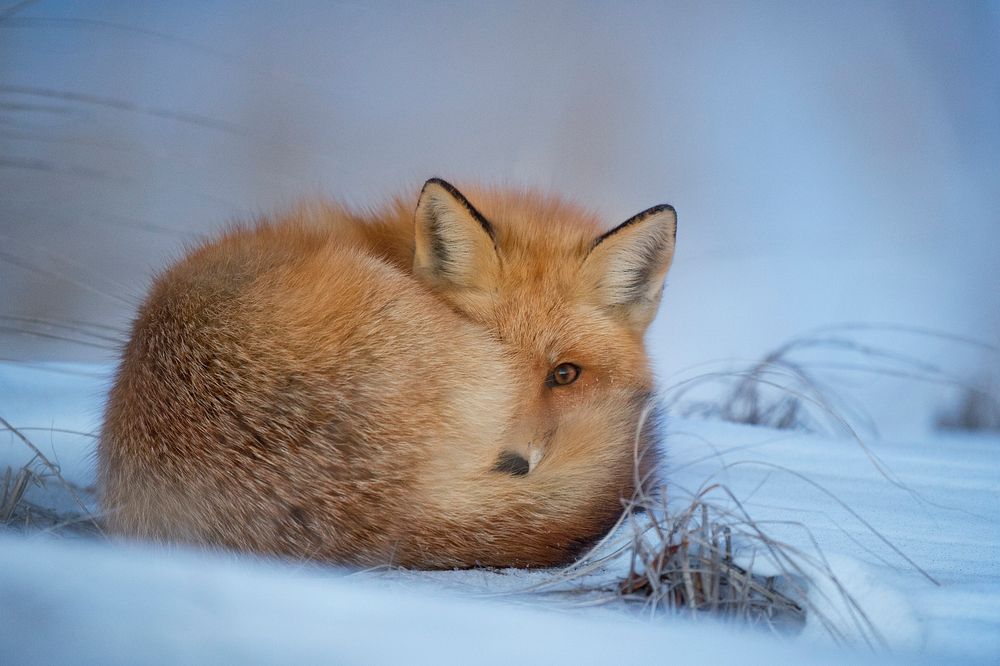 Fox lying on snow. Original public domain image from Wikimedia Commons