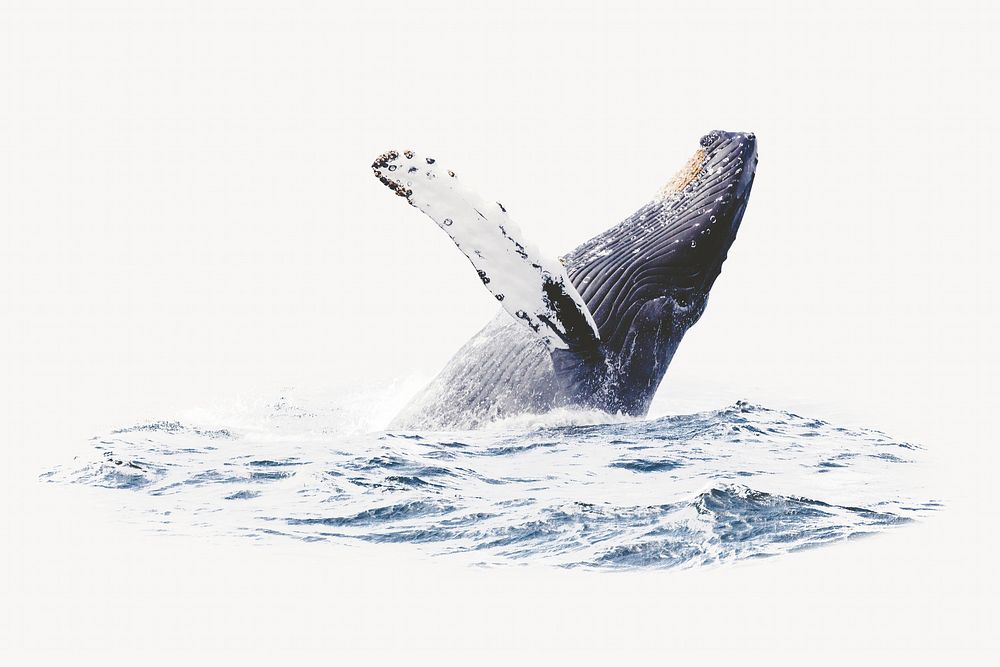Whale, animal photo on white background