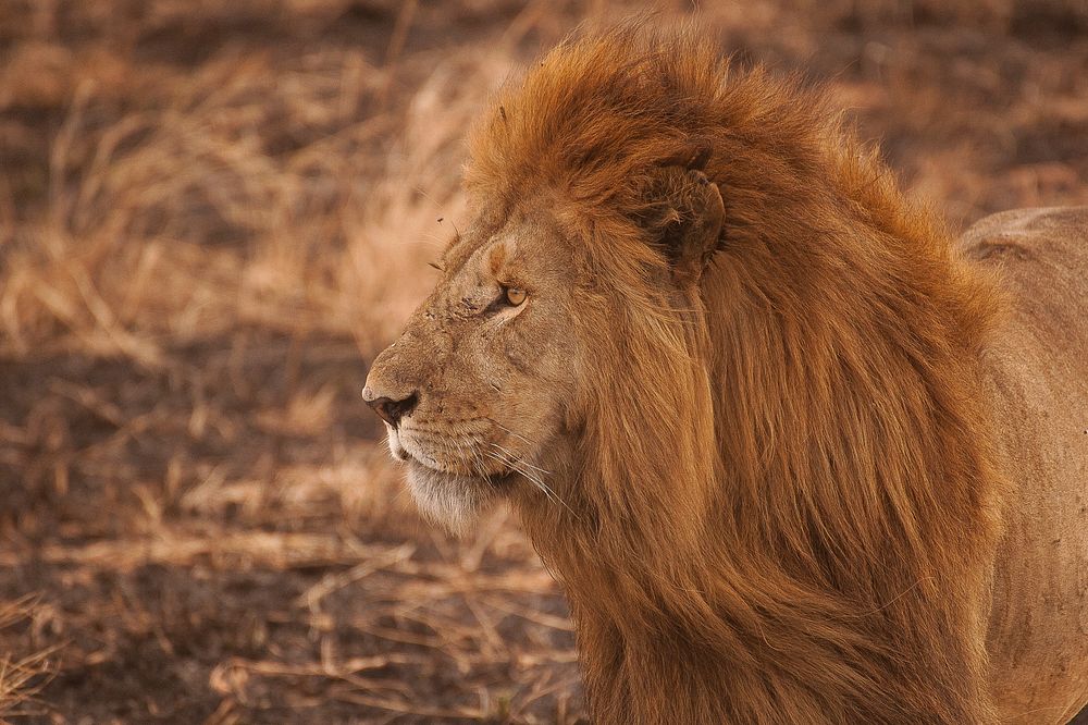 Close-up of a lion with a luxuriant mane in the savannah. Original public domain image from Wikimedia Commons