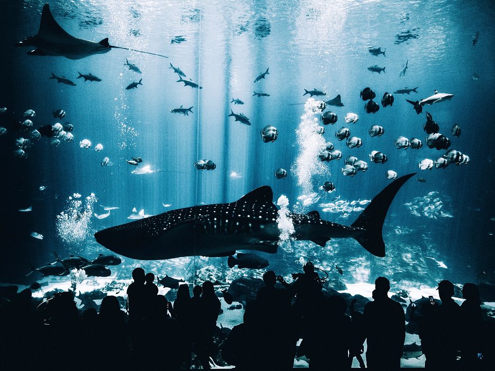 Georgia Aquarium, Atlanta, United States. Original public domain image from Wikimedia Commons