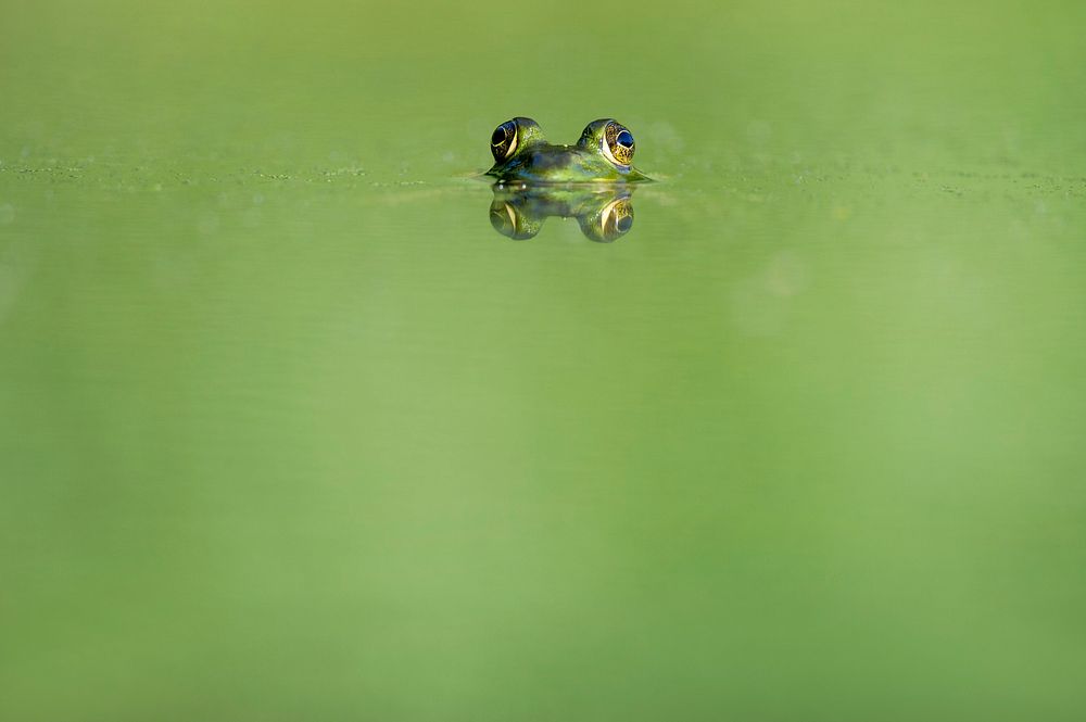 Green frog swimming in the water. Original public domain image from Wikimedia Commons