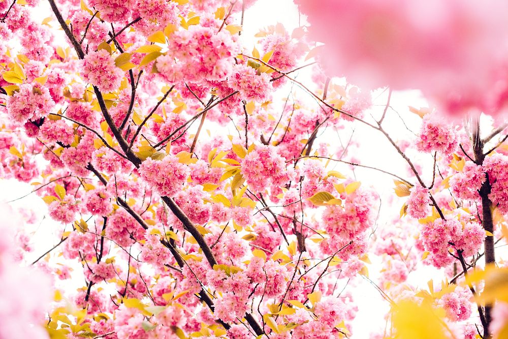 Pink blossom tree. Original public domain image from Wikimedia Commons
