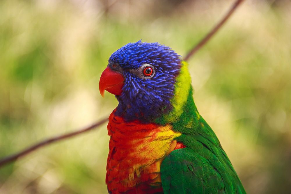 A head and upper body shot of a vividly colorful parrot. Original public domain image from Wikimedia Commons