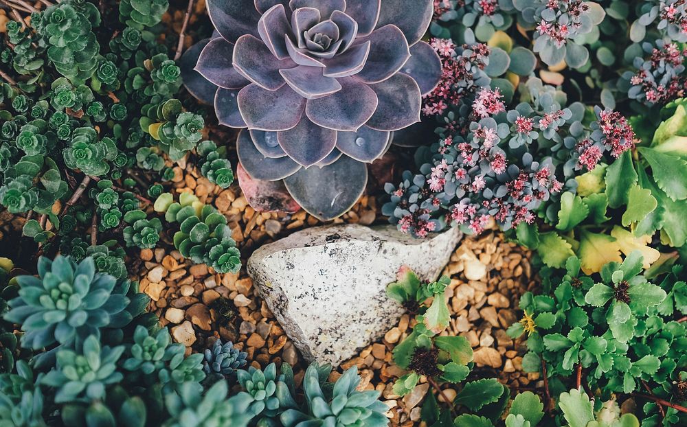 A top view of various types of succulents surrounding a stone and gravel. Original public domain image from Wikimedia Commons