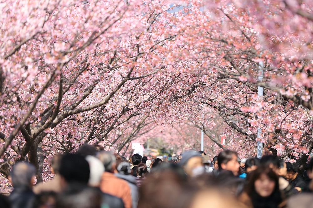Cherry blossom trees. Original public domain image from Wikimedia Commons
