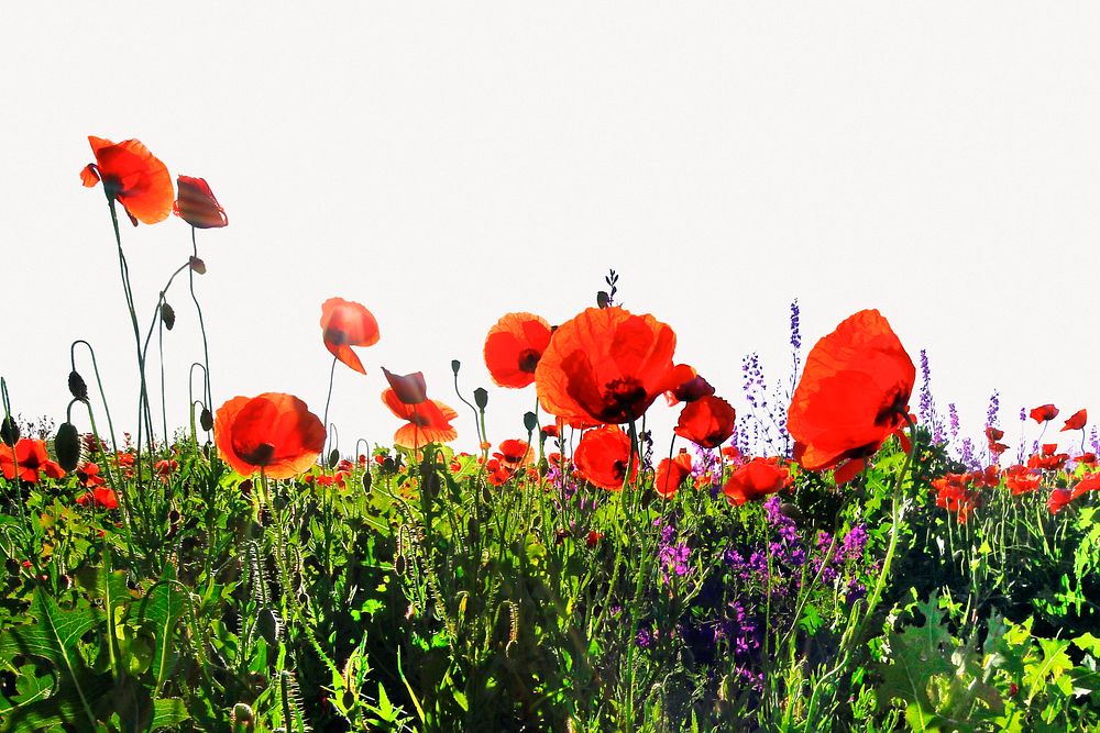 Red poppies border background, nature design