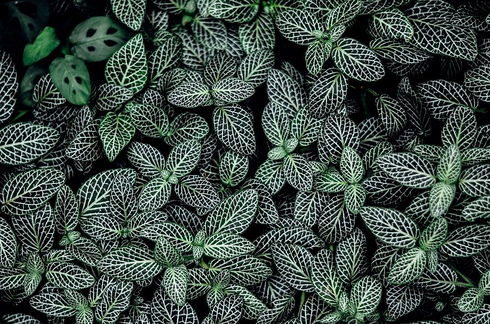 A top view of oval plant leaves with conspicuous white veins. Original public domain image from Wikimedia Commons
