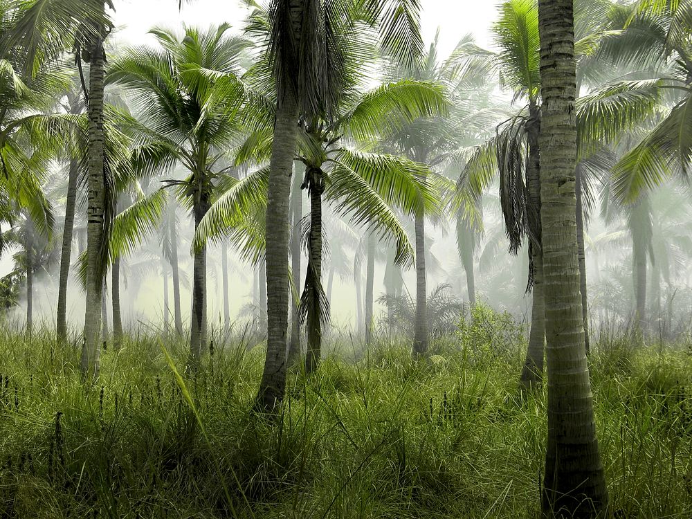 A large group of palm trees on grass on a sultry morning. Original public domain image from Wikimedia Commons