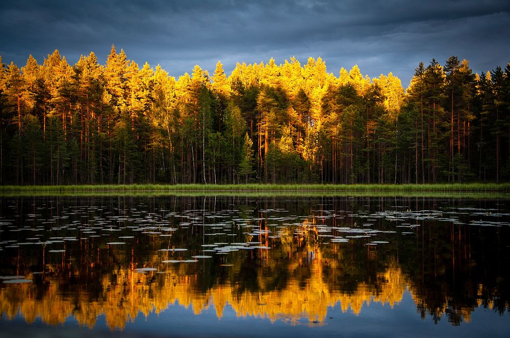Yellow trees by a lake. Original public domain image from Wikimedia Commons