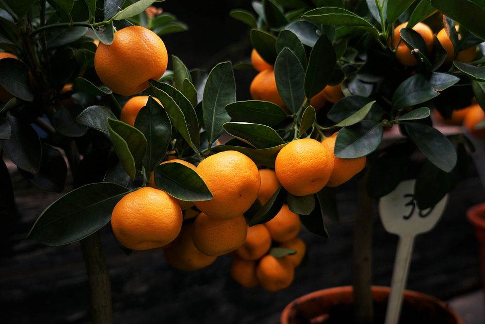 Fresh oranges growing on a tree. Original public domain image from Wikimedia Commons