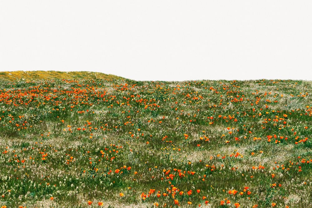 Flower meadow background, nature border design