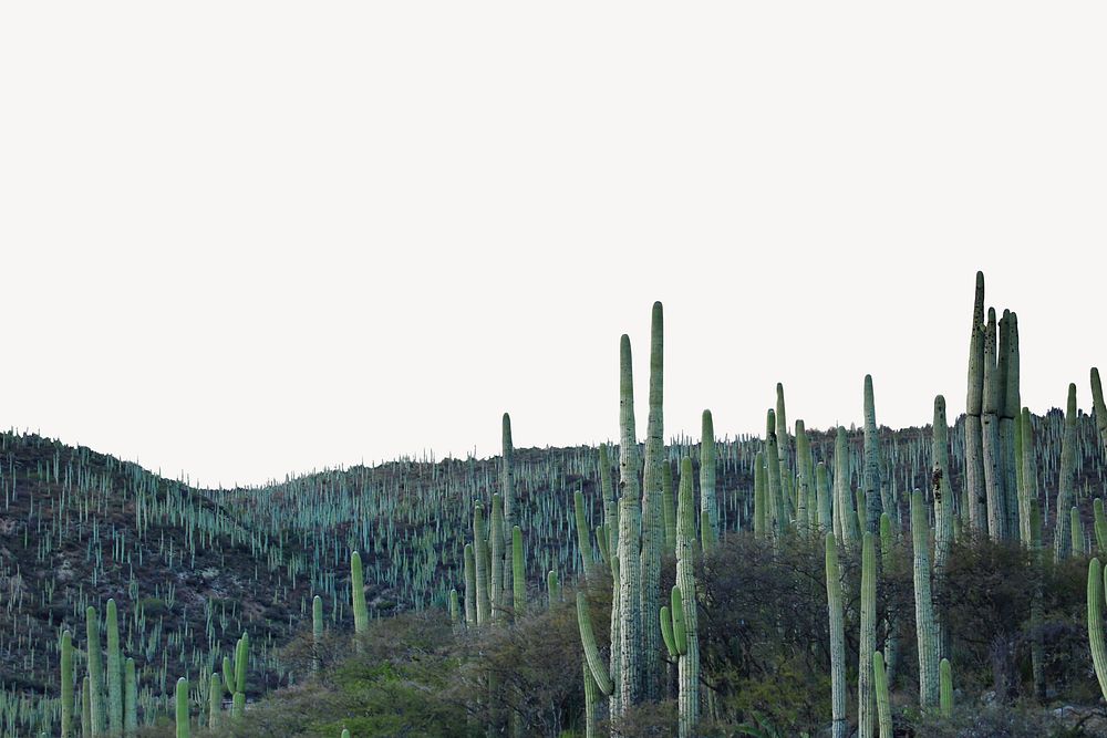 Cactus landscape border, nature background psd