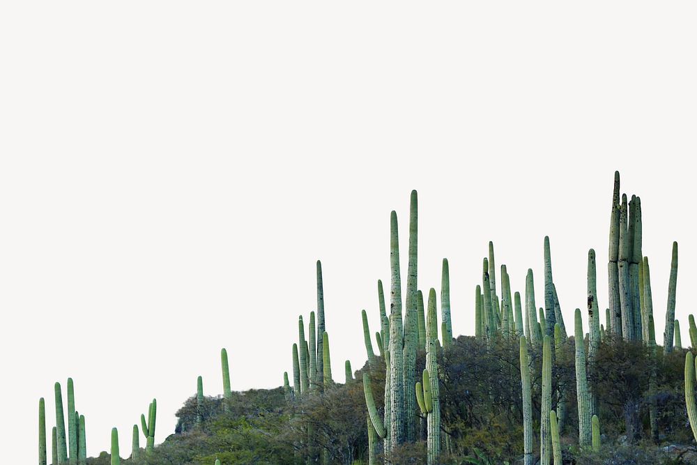 Cactus landscape border, nature background psd
