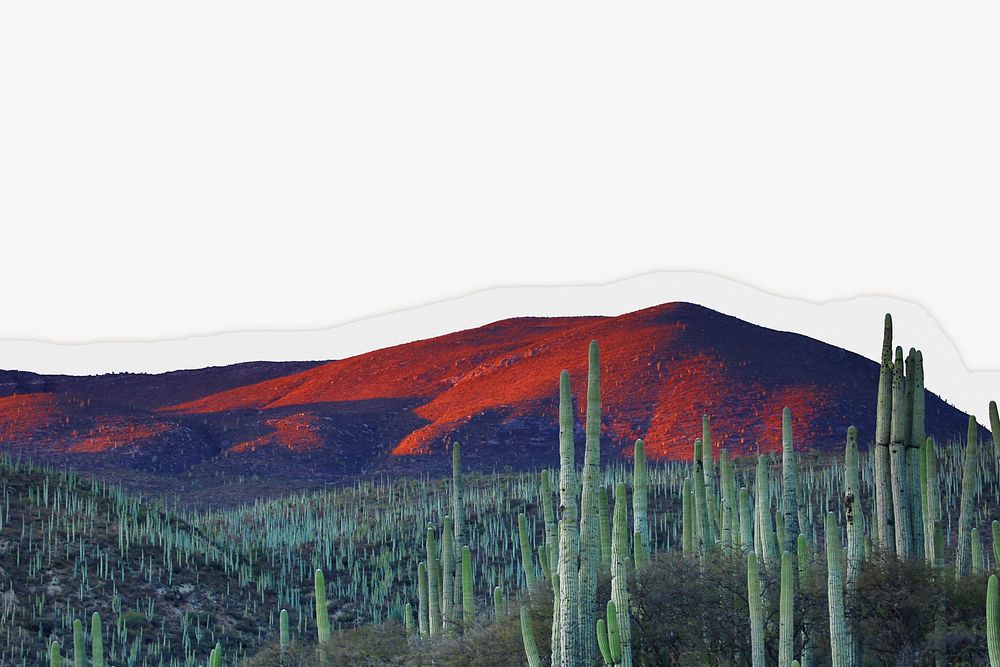 Cactus landscape background, ripped paper border