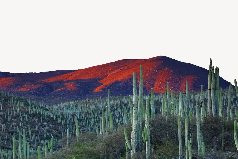 Cactus landscape background, nature border design