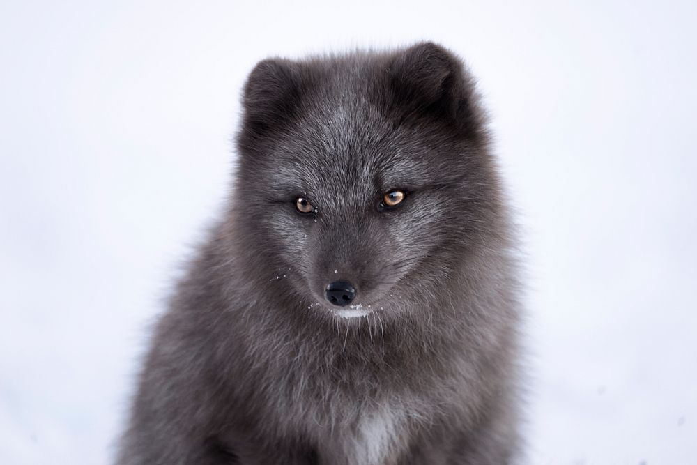 Little arctic fox posing for a portrait. Original public domain image from Wikimedia Commons
