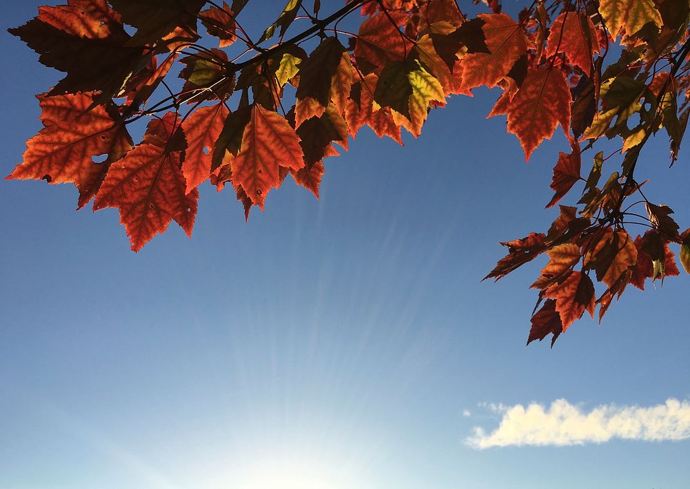 Bright red and orange maple leaves against the bright blue sunny sky. Original public domain image from Wikimedia Commons