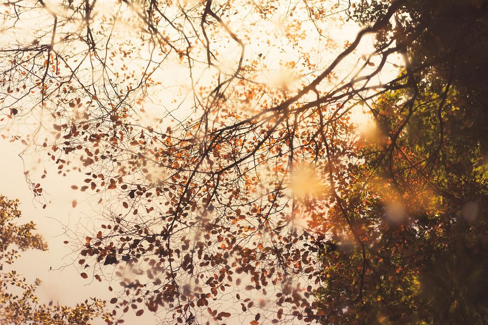 Autumn tree. Original public domain image from Wikimedia Commons