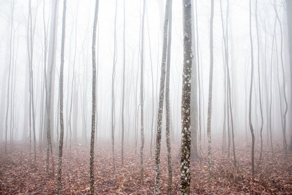 A thick fog in a forest with a thick layer of brown leaves on its floor. Original public domain image from Wikimedia Commons