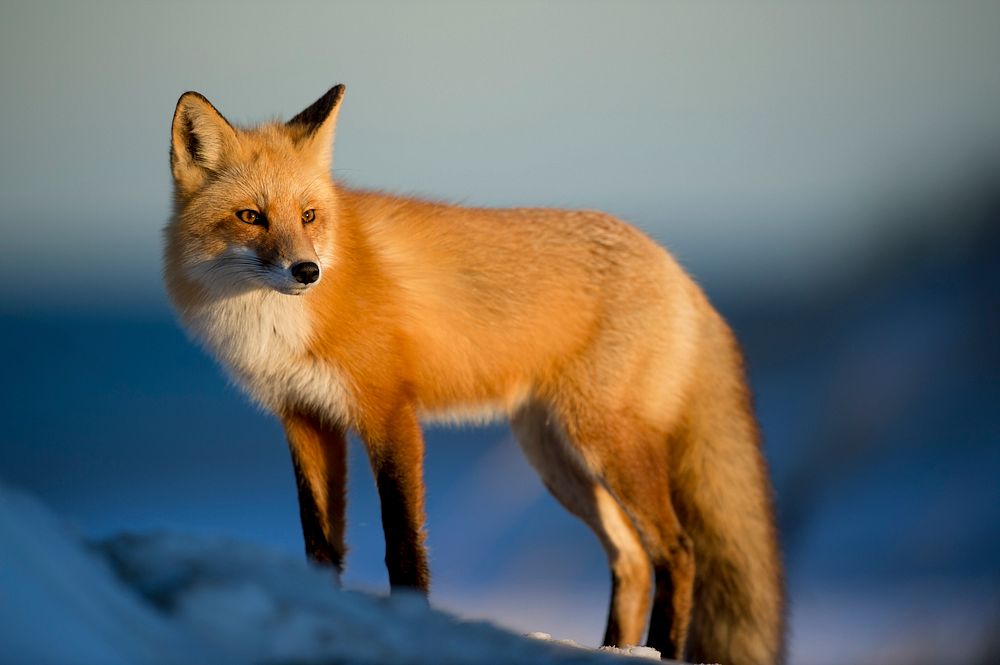 Wild red fox watches prey in the winter. Original public domain image from Wikimedia Commons
