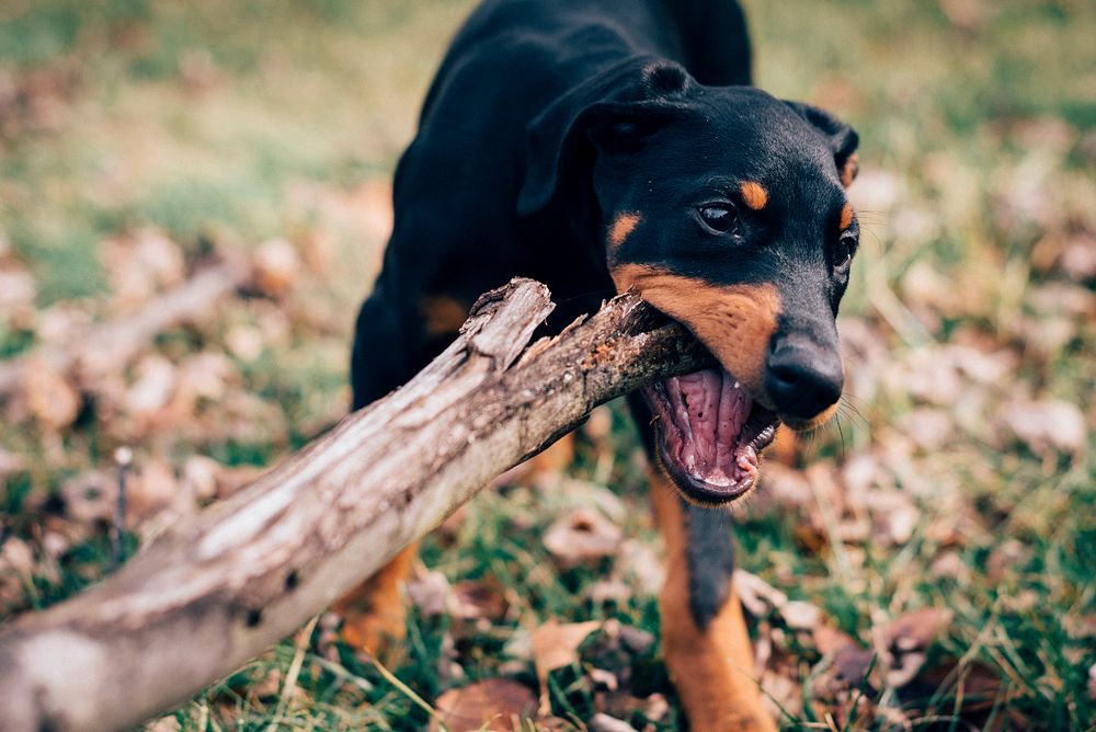 Dog playing fetch in the park. Original public domain image from Wikimedia Commons