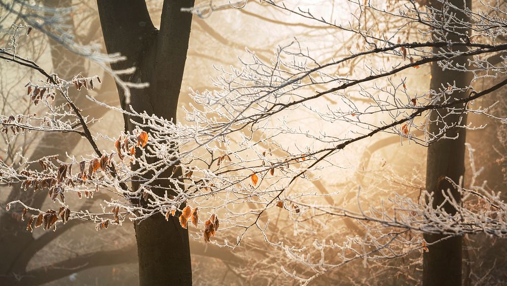 Sun illuminates the branches and their few remaining leaves all covered in frost. Original public domain image from…