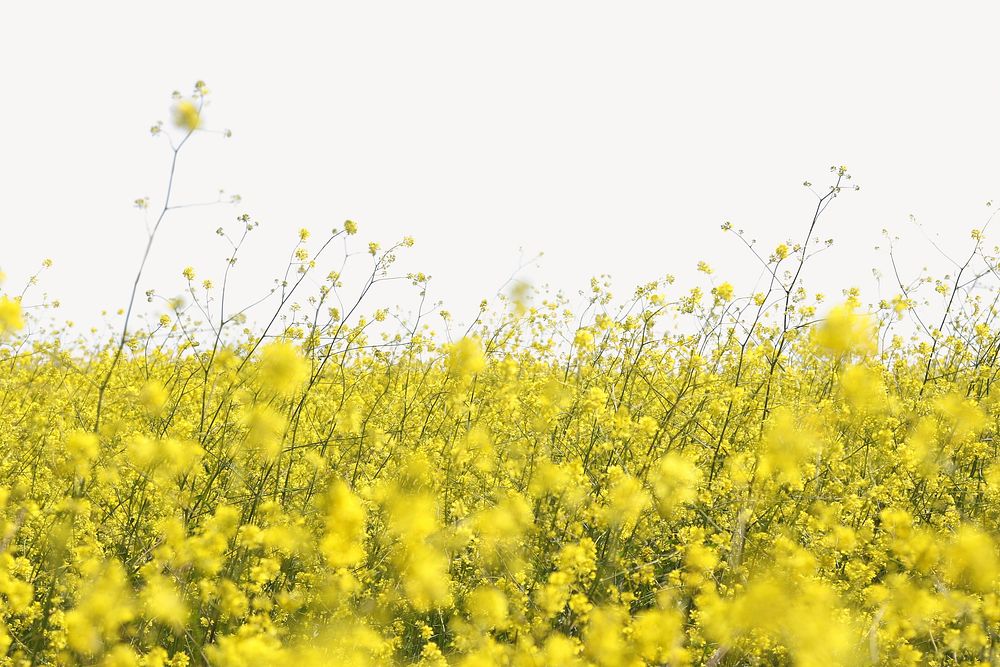 Rapeseed flower border collage element, nature design psd