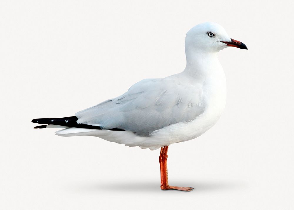 White seagull bird sticker, animal photo psd