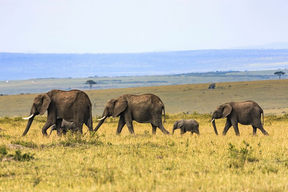 A small herd of elephants walking through tall grass. Original public domain image from Wikimedia Commons