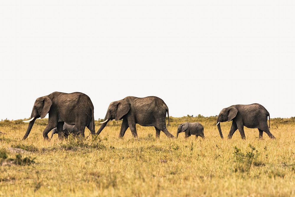 Elephants herd border background, animal design