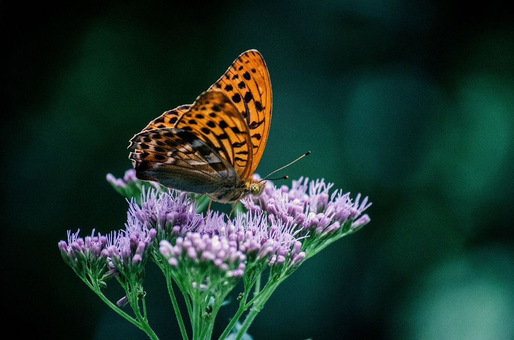 A close-up of an orange butterfly on budding purple flowers. Original public domain image from Wikimedia Commons