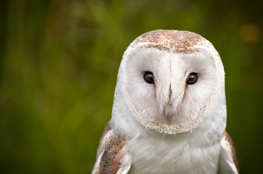 Barn Owl. Original public domain image from Wikimedia Commons