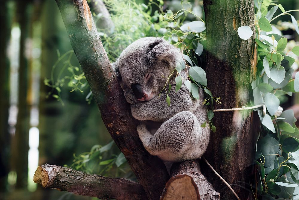 Koala sleeping on a tree branch. Original public domain image from Wikimedia Commons