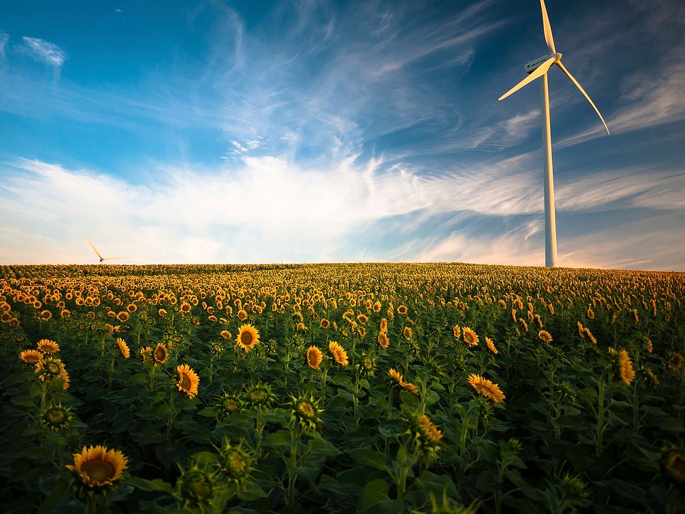 Sunflower field with wind turbine and cloudy blue sky. Original public domain image from Wikimedia Commons