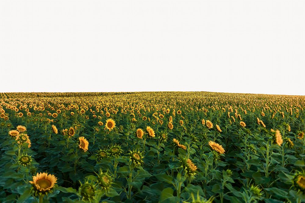 Sunflower field border background, nature design