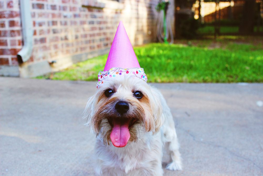 White dog with party hat. Original public domain image from Wikimedia Commons