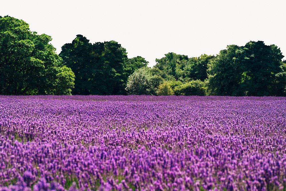 Lavender field background, spring nature