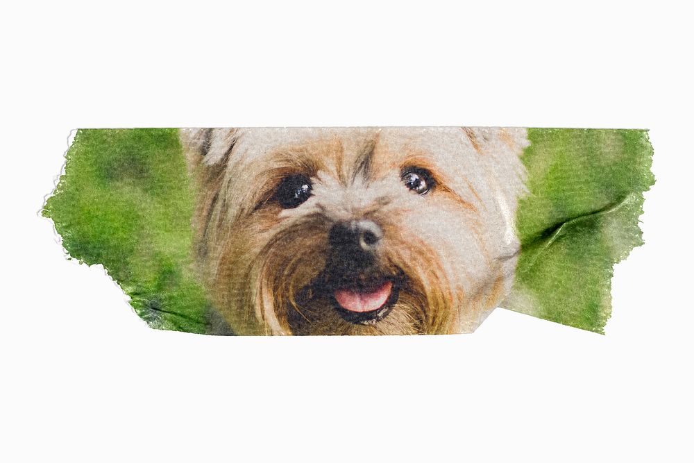 Silky Terrier puppy, ripped washi tape, pet image