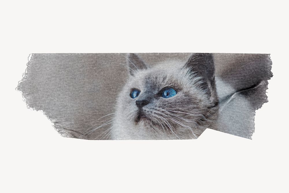 Ragdoll cat, ripped washi tape, pet image